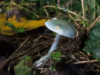 Echte kopergroenzwam [Psilocybe aeruginosa]